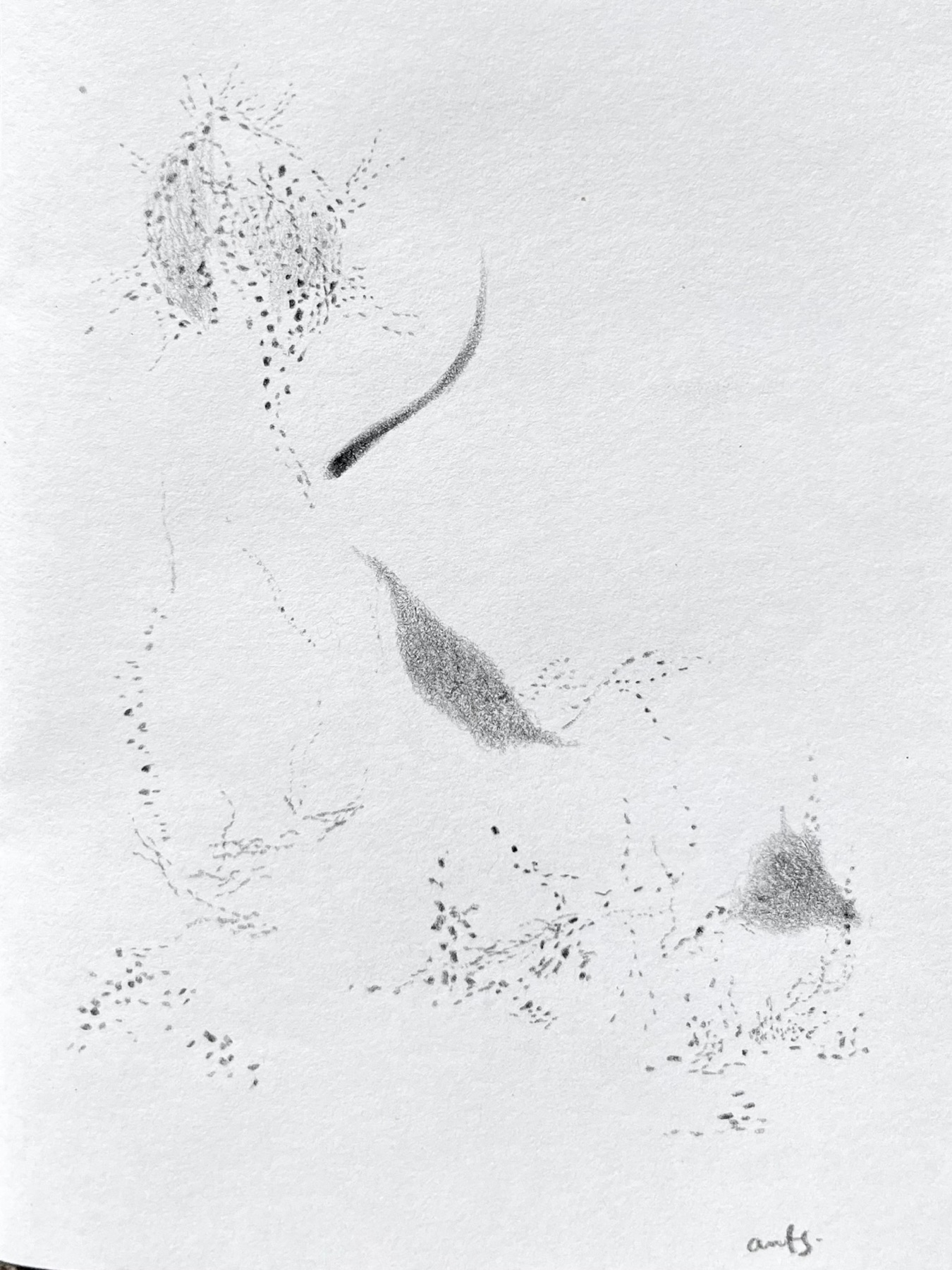 SelvArt drawing